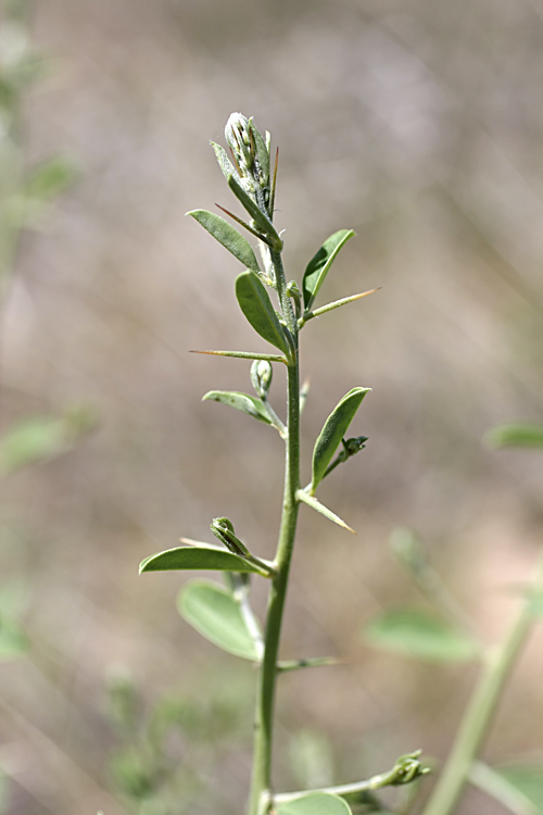Image of Alhagi canescens specimen.