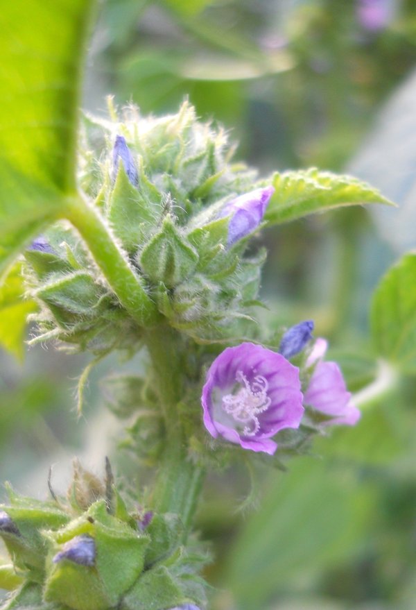 Изображение особи Malva verticillata var. neuroloma.