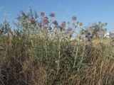 Echinops ruthenicus