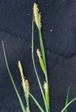 genus Carex. Соцветие. Казахстан, Кызылординская обл., Жанакорганский р-н, хр. Каратау, пойма р. Бесарык. 29.04.2011.