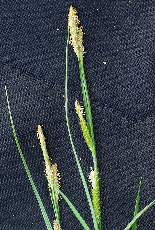 Image of genus Carex specimen.