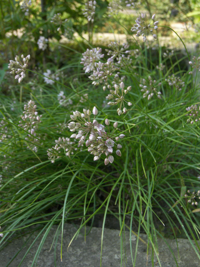 Изображение особи Allium daghestanicum.