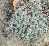 Odontarrhena obtusifolia. Растение в шибляке у обрыва к морю. Краснодарский край, Западное Закавказье, окр. пос. Абрау-Дюрсо. 08.12.2010.