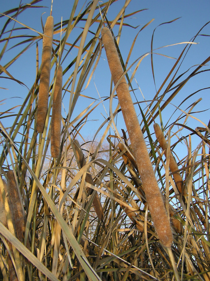 Image of Typha domingensis specimen.