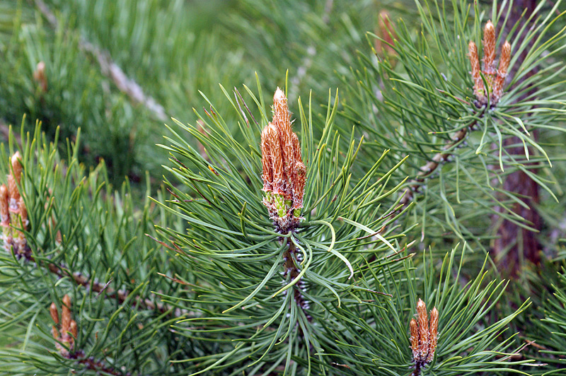 Изображение особи Pinus sylvestris.