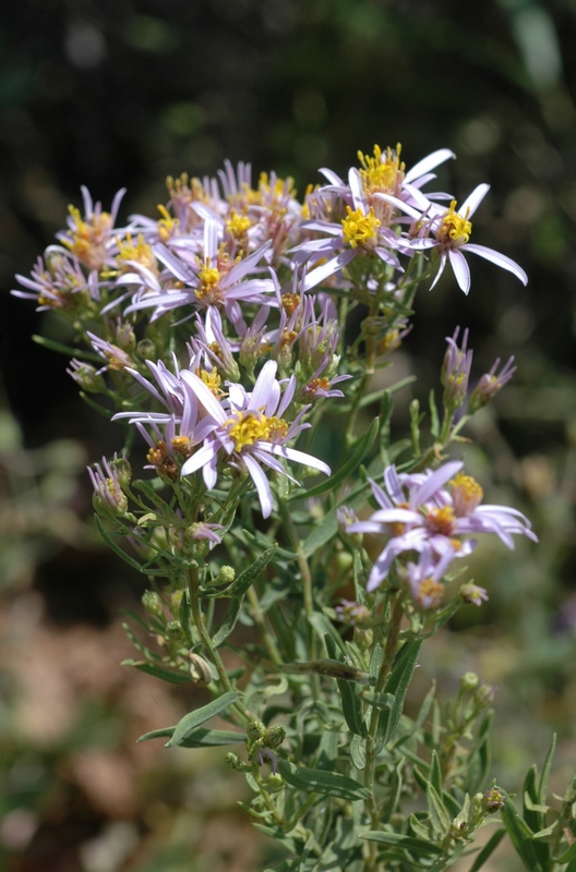 Image of Galatella coriacea specimen.