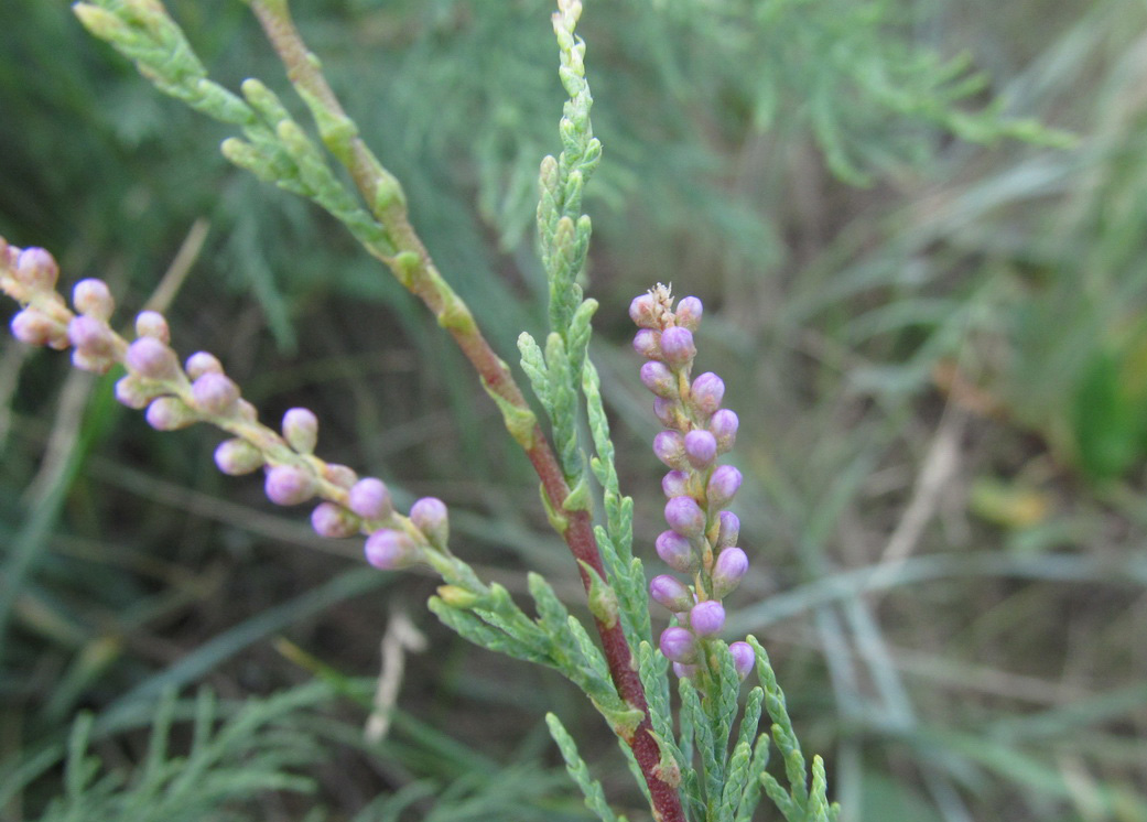 Изображение особи Tamarix gracilis.