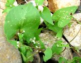 Fallopia convolvulus. Побеги с соцветиями. Ярославская обл., Переславский р-н, окр. с. Копнино, у моста шоссейной дороги через р. Нерль. 08.07.2011.