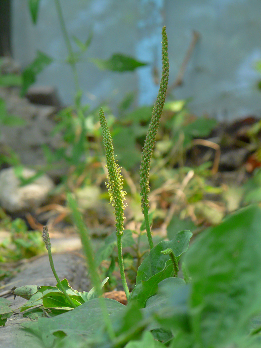 Изображение особи Plantago major.