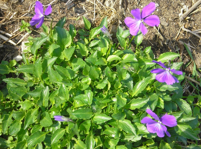 Image of Viola cornuta specimen.