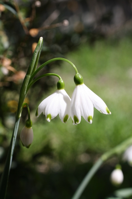 Изображение особи Leucojum aestivum.