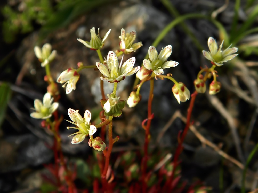 Изображение особи Saxifraga bronchialis.