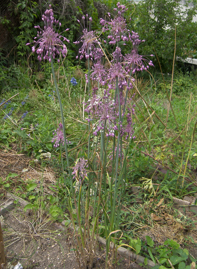 Image of Allium carinatum ssp. pulchellum specimen.