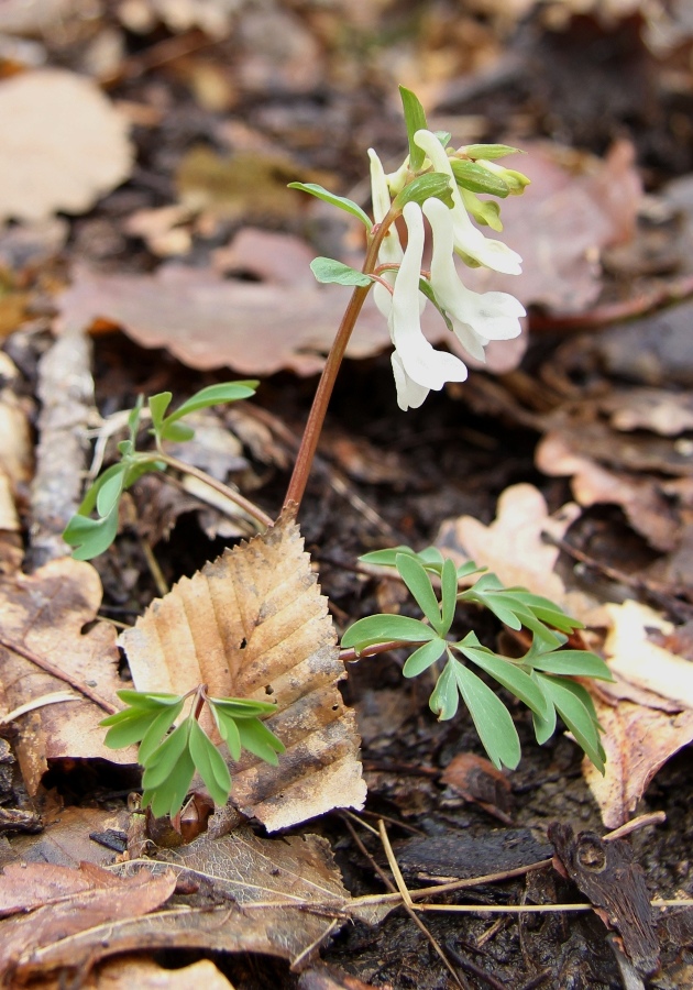 Изображение особи Corydalis teberdensis.