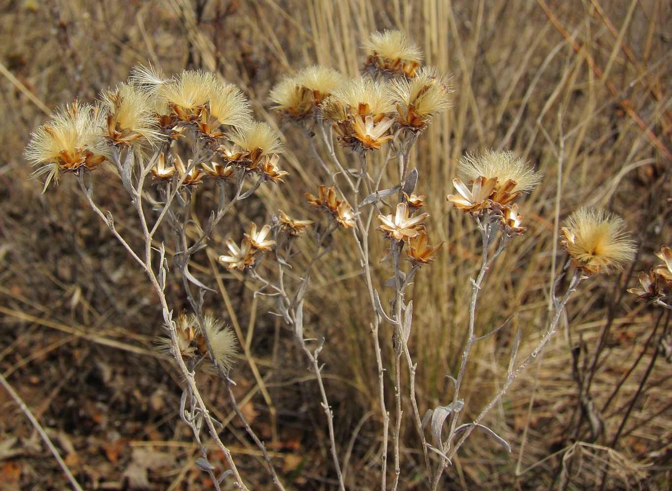 Image of Galatella villosa specimen.