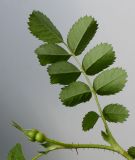 Rosa spinosissima. Верхушка побега с бутоном и листом. Германия, г. Кемпен, в культуре. 20.04.2012.