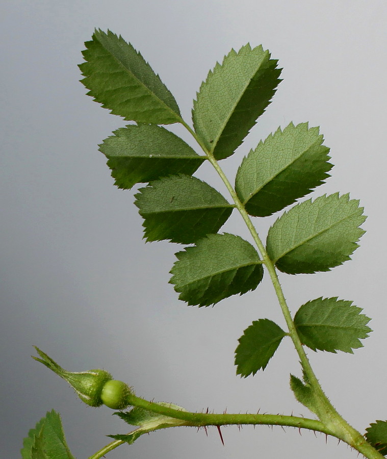 Image of Rosa spinosissima specimen.