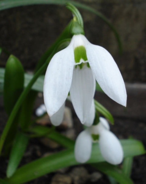 Изображение особи Galanthus ikariae.