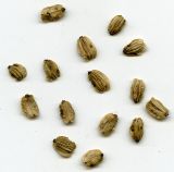 Archangelica officinalis