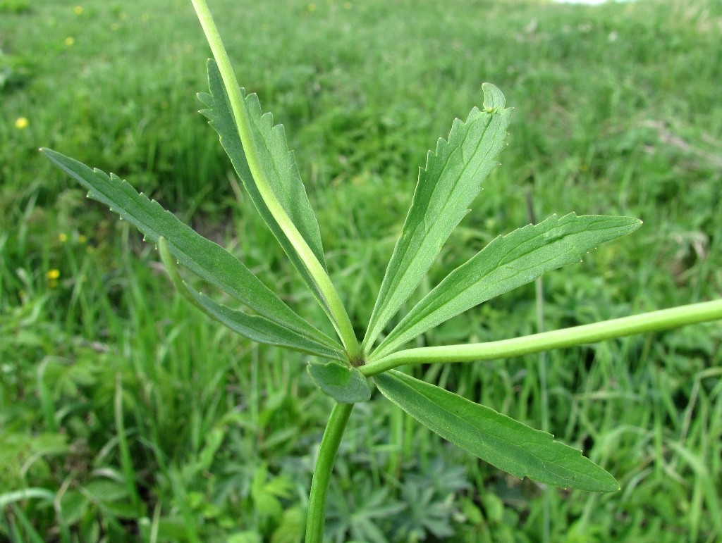 Image of Ranunculus cassubicus specimen.