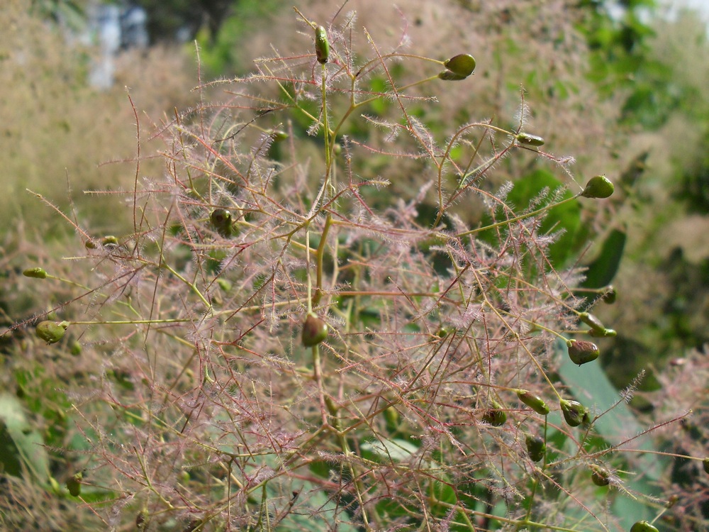 Image of Cotinus coggygria specimen.
