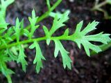 genus Phacelia. Лист. Республика Саха (Якутия), Томпонский р-н, с. Кескил. 19.06.2012.