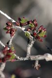 Amygdalus spinosissima. Укороченные побеги с распускающимися почками. Южный Казахстан, горы Каракус. 03.04.2012.