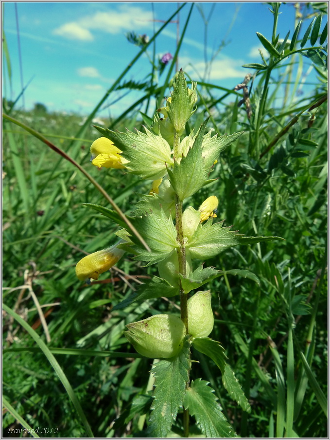 Изображение особи род Rhinanthus.