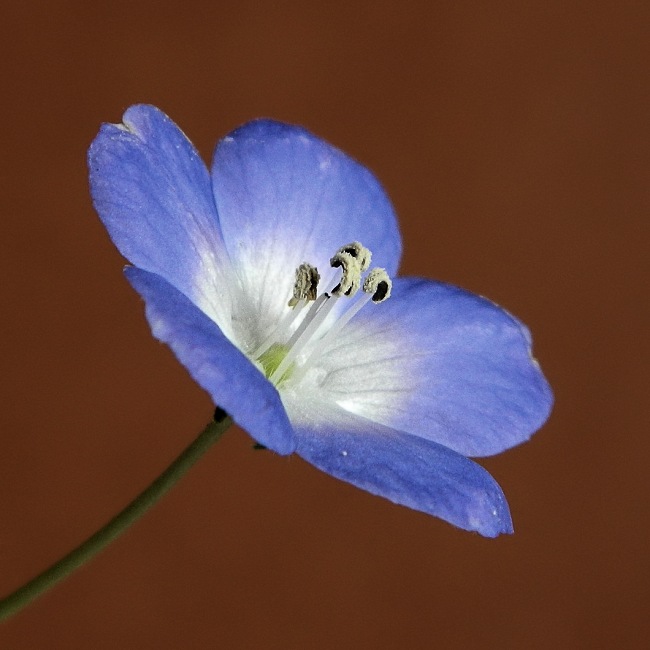 Изображение особи Nemophila menziesii.