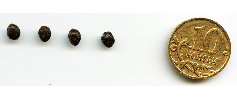 Image of Lupinus polyphyllus specimen.