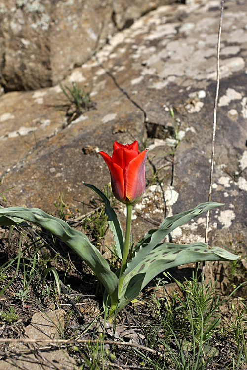 Изображение особи Tulipa greigii.