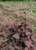 Heuchera &times; hybrida