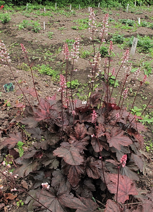 Изображение особи Heuchera × hybrida.