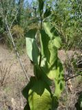 Asclepias syriaca. Верхушка побега. Украина, г. Запорожье, о. Хортица. 11.08.2012.