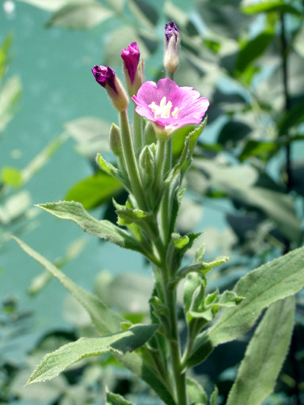 Изображение особи Epilobium velutinum.