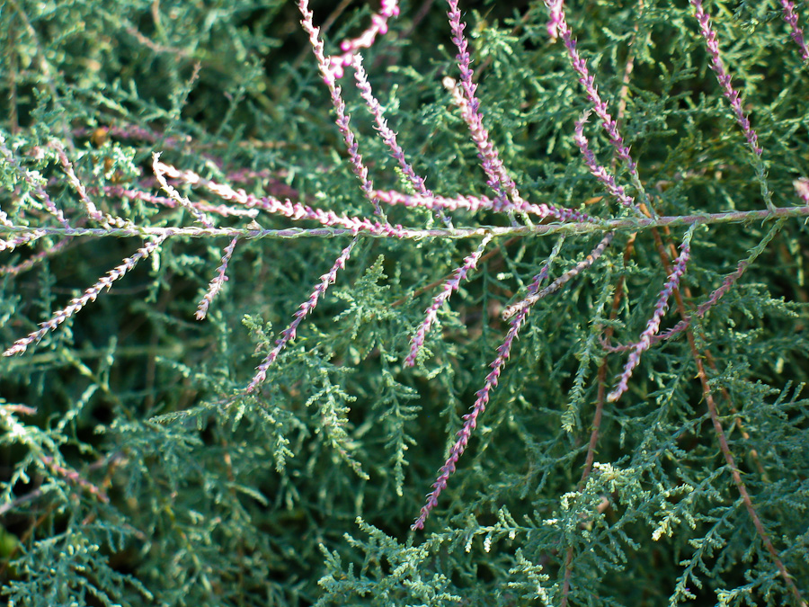 Image of Tamarix ramosissima specimen.