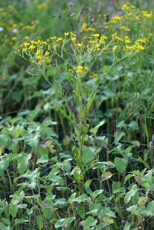 Image of Senecio andrzejowskyi specimen.