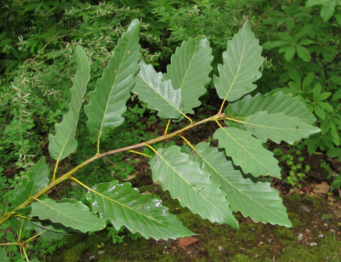 Image of Quercus iberica specimen.