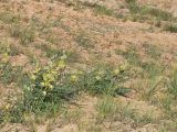 Astragalus vulpinus