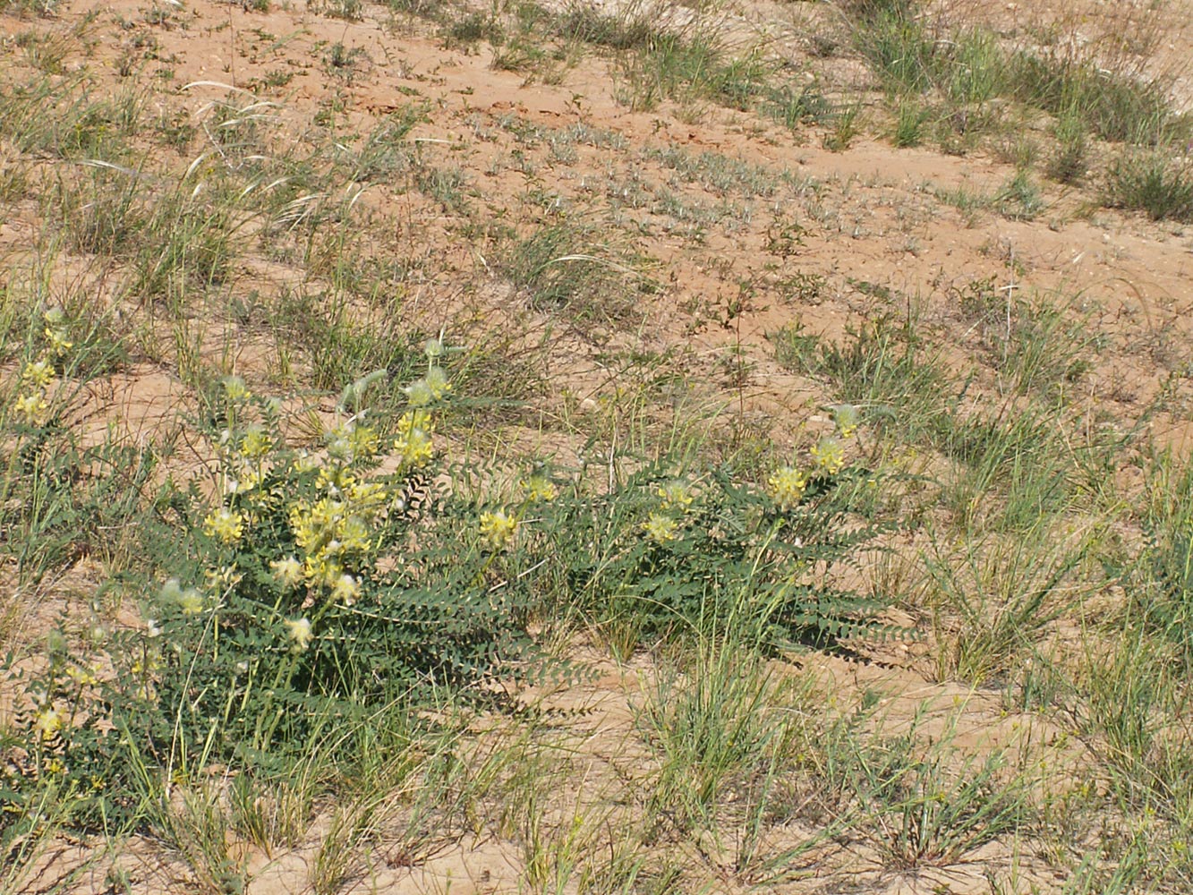 Image of Astragalus vulpinus specimen.