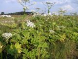 Heracleum mantegazzianum