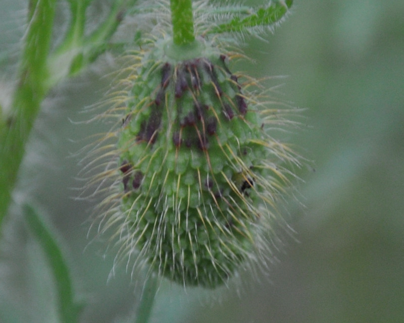 Image of Papaver rhoeas specimen.