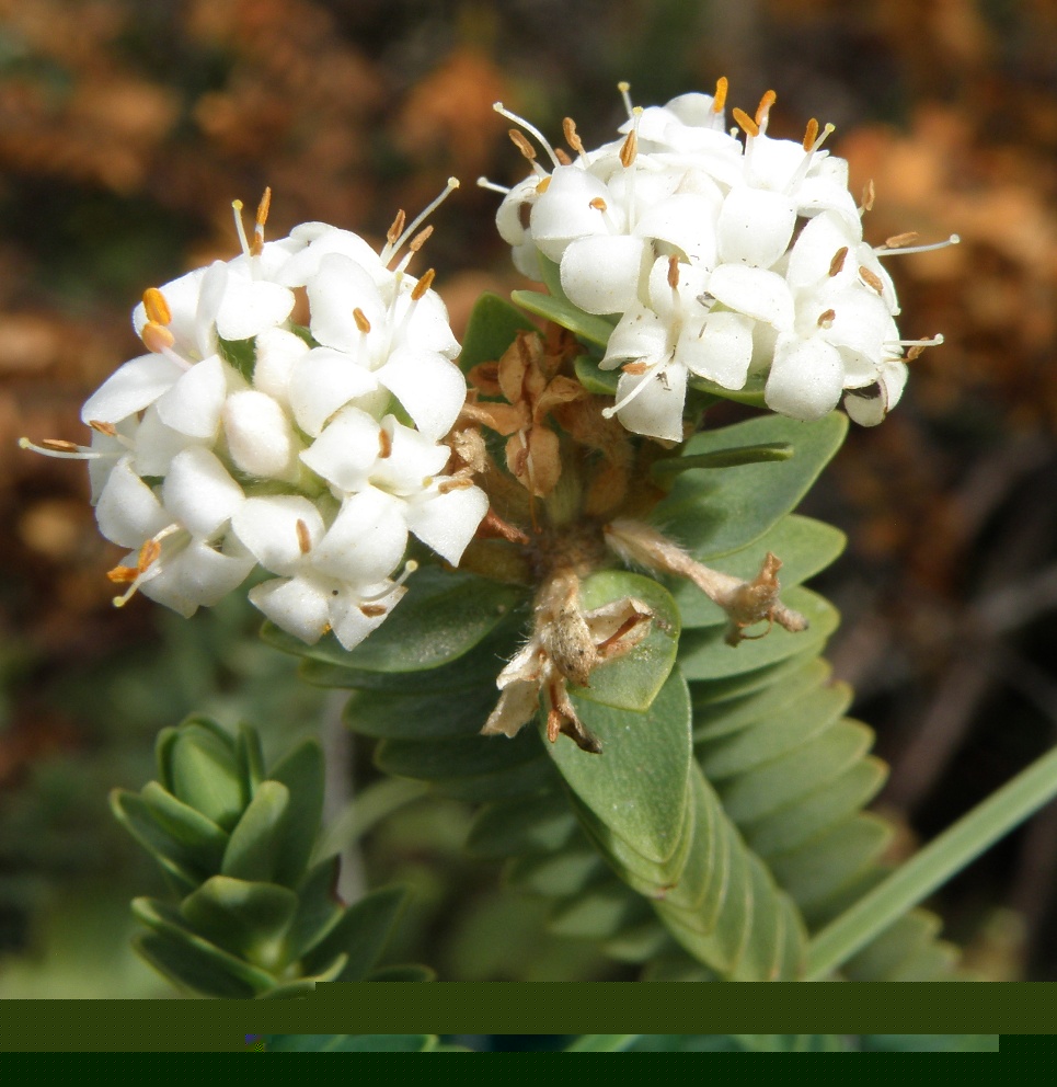 Image of Pimelea traversii specimen.
