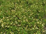 Clematis serratifolia