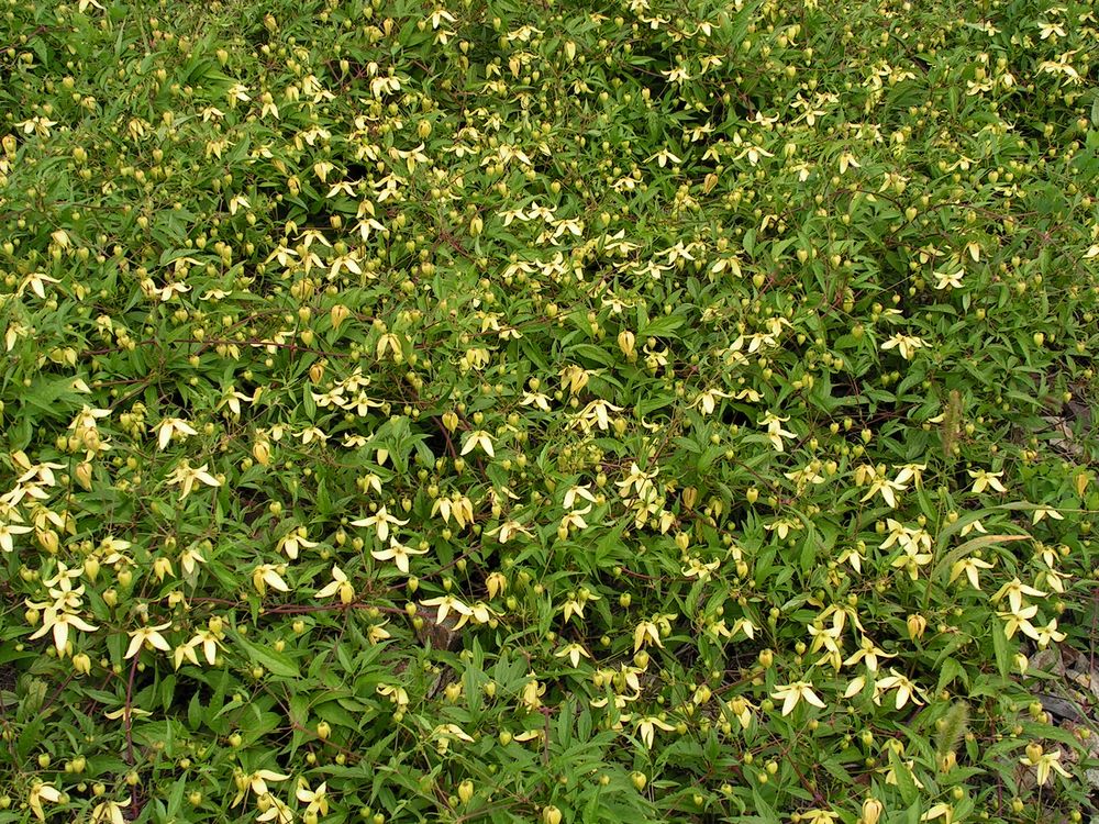 Image of Clematis serratifolia specimen.