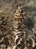 Cousinia purpurea