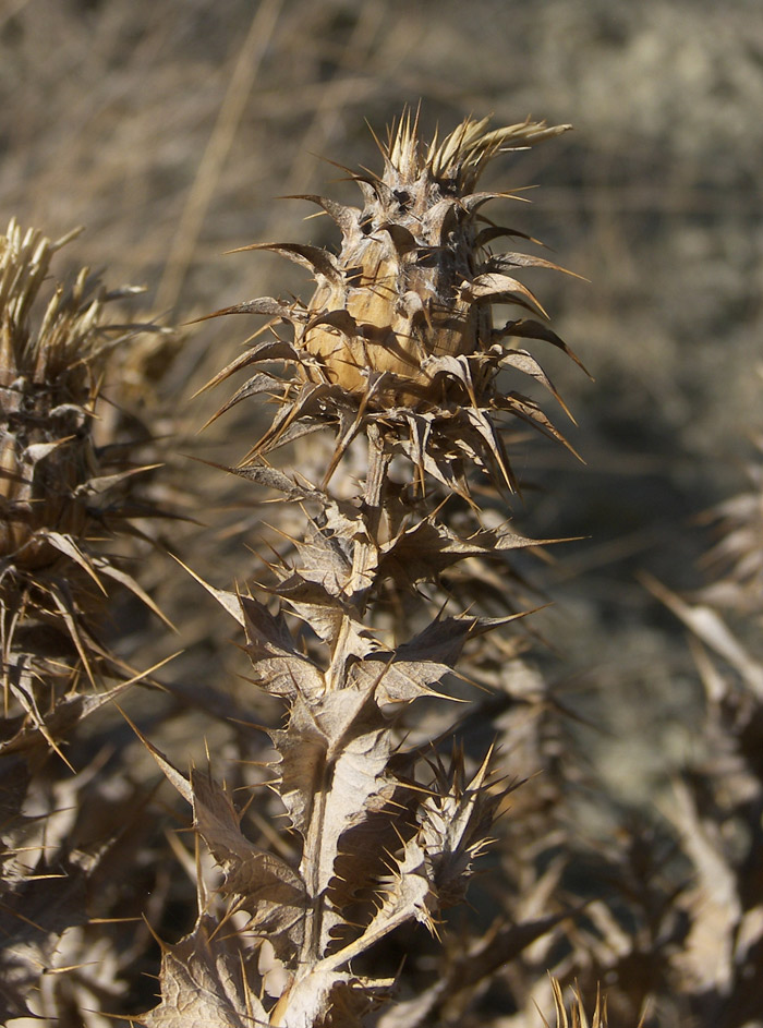 Image of Cousinia purpurea specimen.