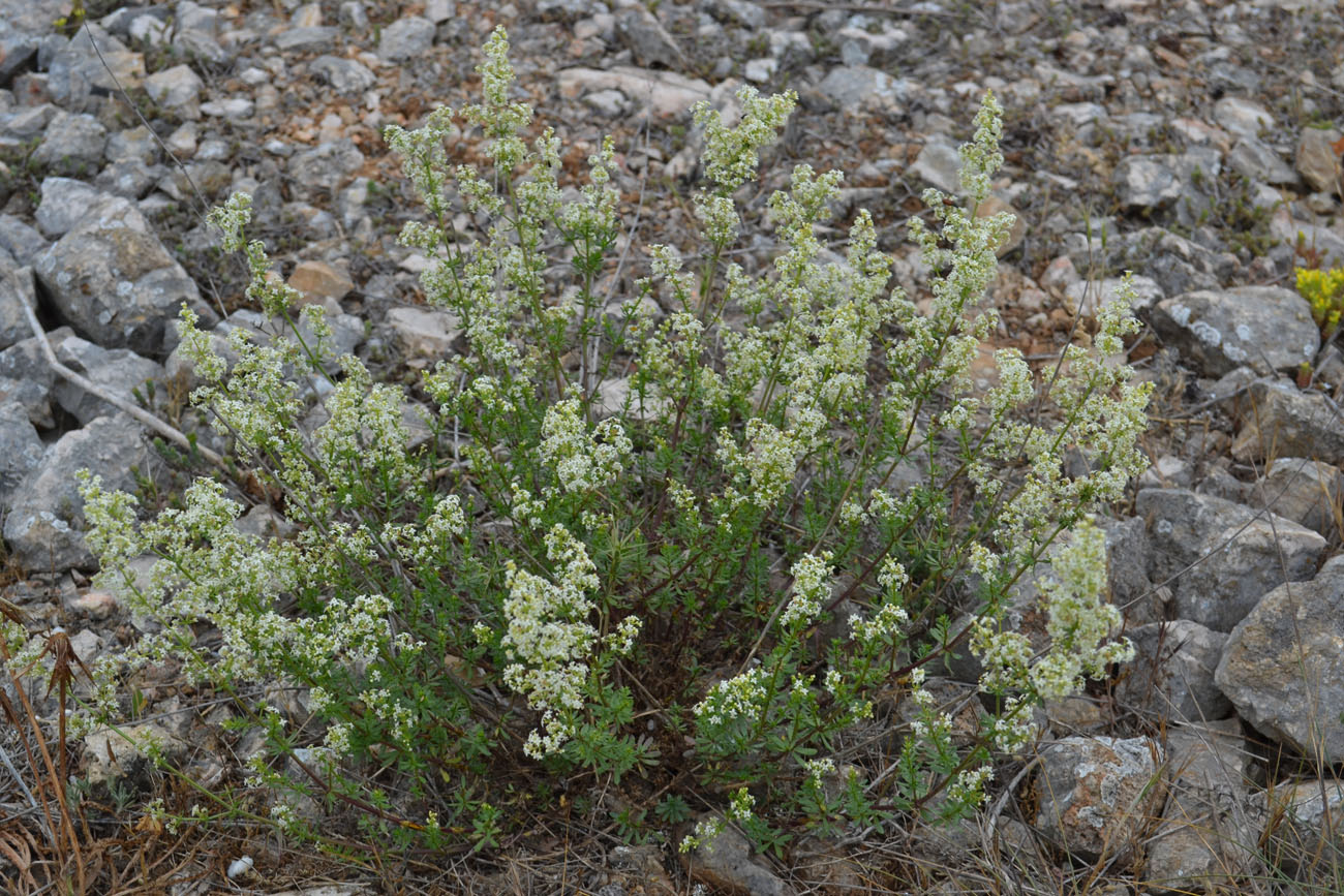 Изображение особи Galium juzepczukii.