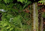 Cupressus × leylandii. Внуренняя часть кроны и часть ствола молодого дерева. Германия, г. Кемпен, в культуре. 09.11.2012.