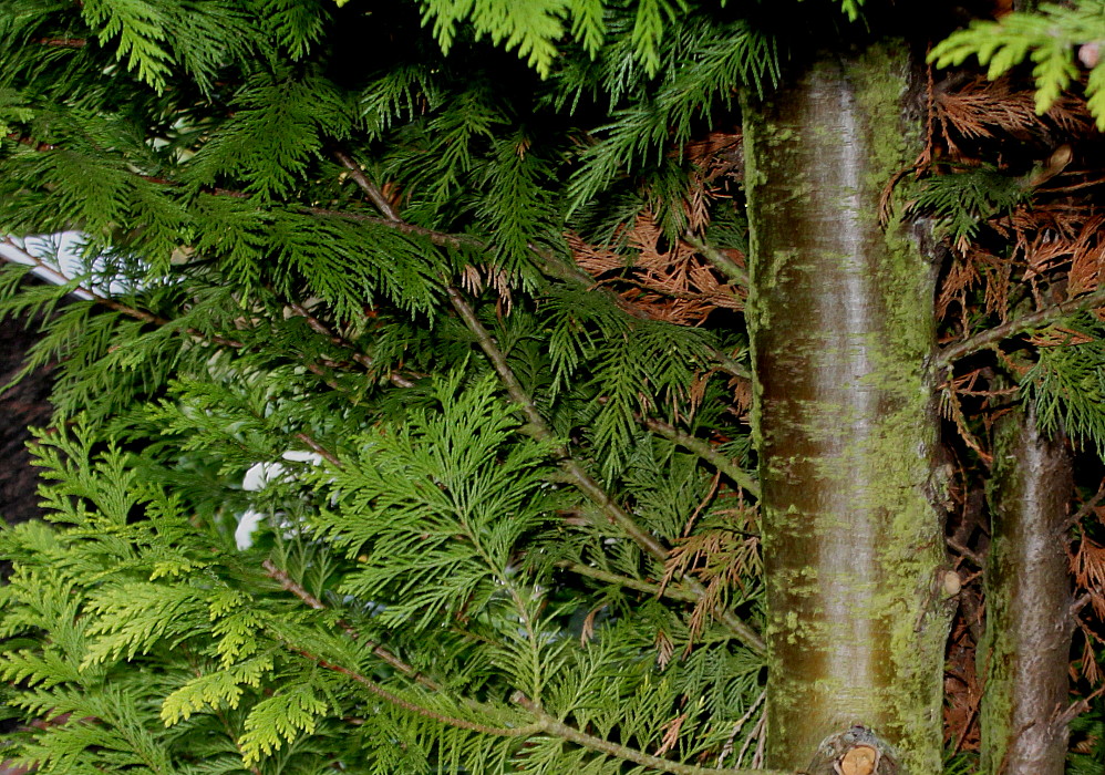 Изображение особи Cupressus × leylandii.